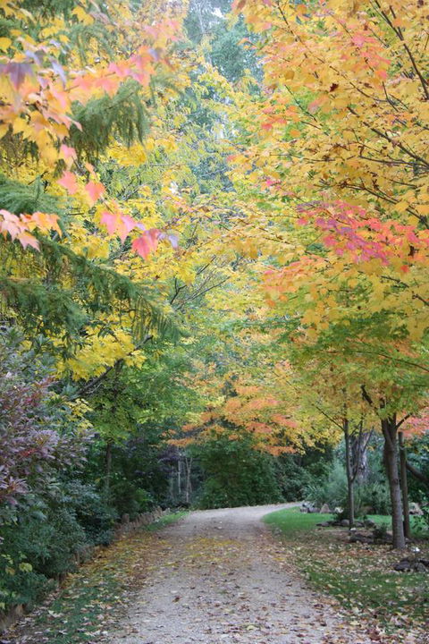 Shady Brook Cottages - Melbourne Tourism 12