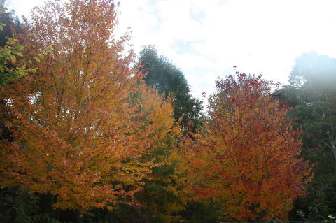 Shady Brook Cottages - Melbourne Tourism 13