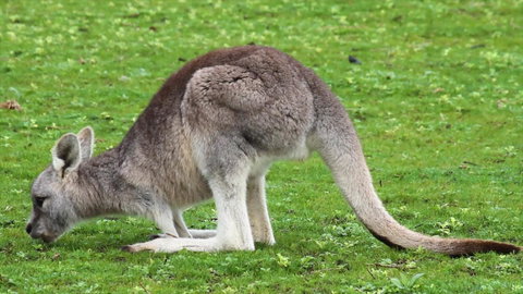 Limosa Rise - Melbourne Tourism 17