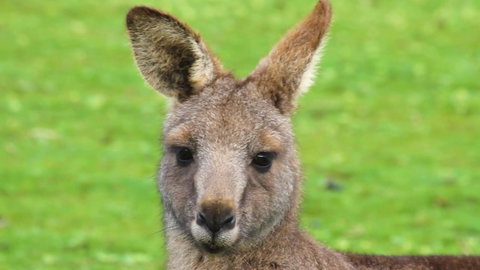 Limosa Rise - Melbourne Tourism 16