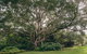 The Eumundi Dairy - thumb 2