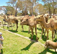 The Funny Farm - Animals / Churchhouse / Amazing Experience - Melbourne Tourism
