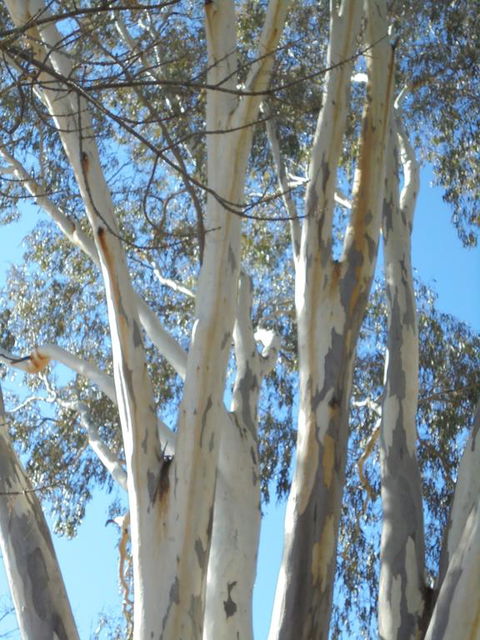 Wagga Wagga Tourist Park - Melbourne Tourism 3