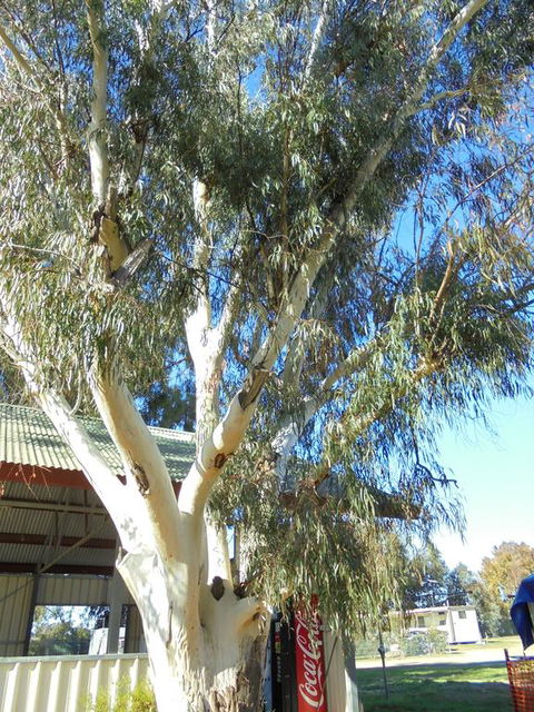 Wagga Wagga Tourist Park - Melbourne Tourism 2