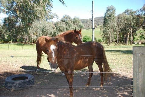 Bluegum Ridge Cottages - Melbourne Tourism 34