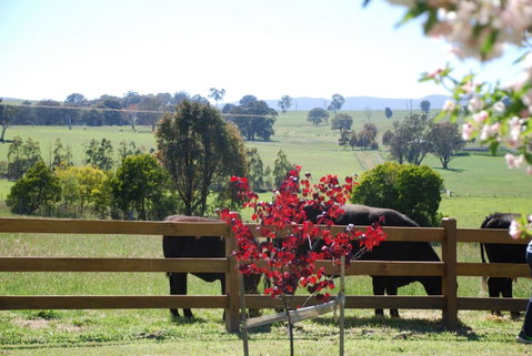 Bluegum Ridge Cottages - Melbourne Tourism 33