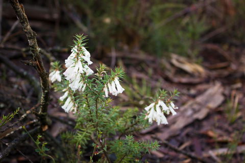 Marwood Villas - Melbourne Tourism 37