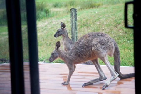 Gumnut Villa - Melbourne Tourism 10