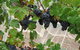 Waybourne- Vineyard And Winery - thumb 8
