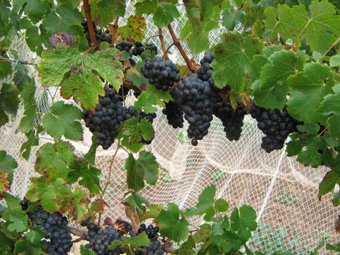 Waybourne- Vineyard And Winery - Melbourne Tourism 8
