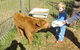 Aspens Springs Farmstay - thumb 22