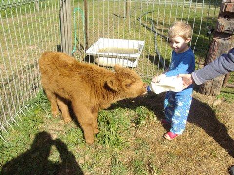 Aspens Springs Farmstay - Melbourne Tourism 22