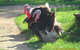 Aspens Springs Farmstay - thumb 23