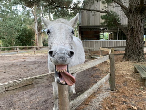 Kangaroo Manor - Melbourne Tourism 12