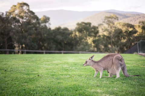 Kangaroo Manor - Melbourne Tourism 29