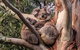 Kangaroo Manor - thumb 9