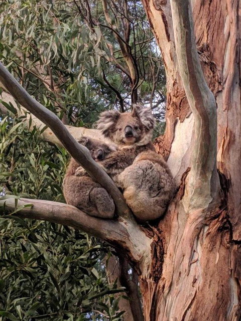 Kangaroo Manor - Melbourne Tourism 9
