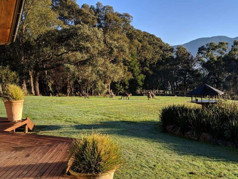 Kangaroo Manor - Melbourne Tourism 5