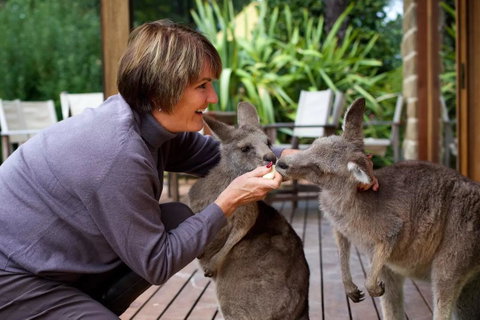 Kangaroo Manor - Melbourne Tourism 20