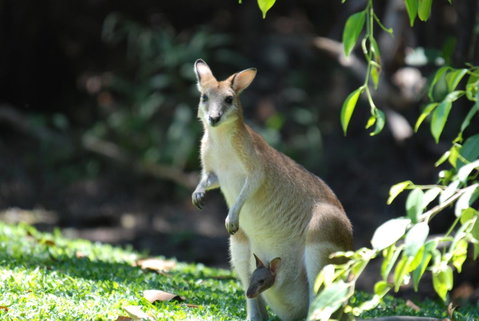 Sanctuary Palm Cove - Melbourne Tourism 6