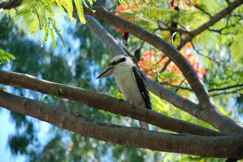 Sanctuary Palm Cove - Melbourne Tourism 7