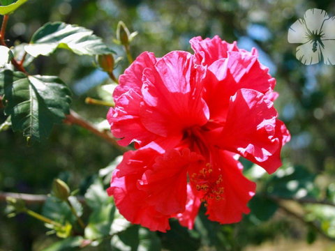 Wongaburra - Melbourne Tourism 1