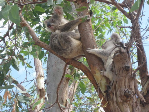 Magnetic Island Bed And Breakfast - Melbourne Tourism 17