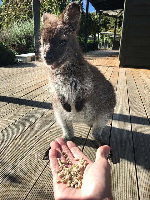 Parnella Adventure Bay, Bruny Island - Melbourne Tourism 17