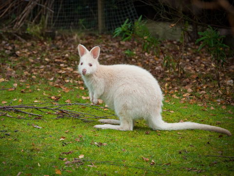 Parnella Adventure Bay, Bruny Island - Melbourne Tourism 20