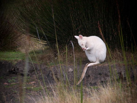 Parnella Adventure Bay, Bruny Island - Melbourne Tourism 18