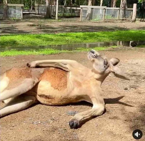 D110 Sweet Melon Super Stay-fantastic - Melbourne Tourism 2