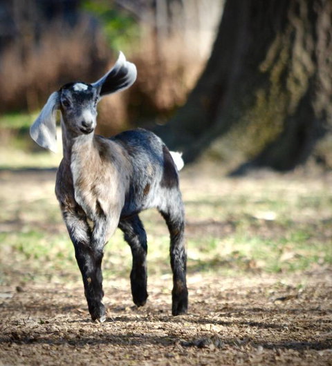 Alexandra Farmstay - Melbourne Tourism 3