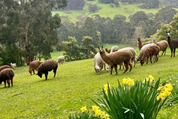 Pennyroyal Otways Retreat with Melbourne Tourism