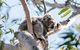 Port Stephens Koala Sanctuary - thumb 2