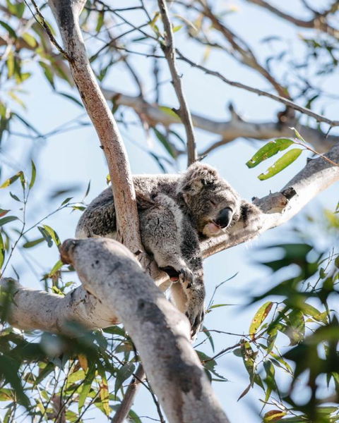 Port Stephens Koala Sanctuary - Melbourne Tourism 2