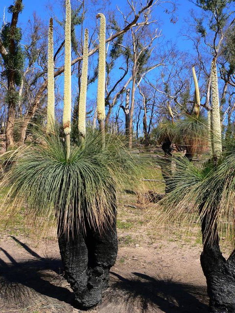 Aurora Cottages Bush Retreat - Melbourne Tourism 3