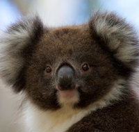 Bimbi Park - Camping Under Koalas - Melbourne Tourism