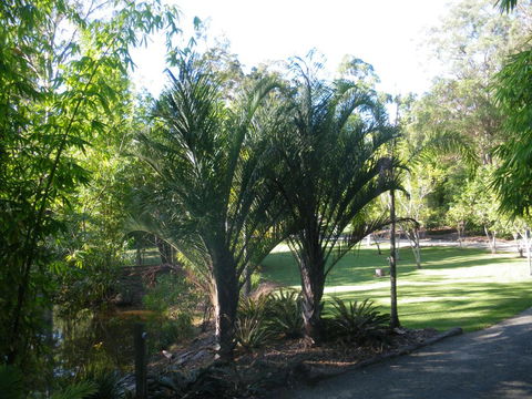 BoBRENE On Tamborine Nude Retreat - Quaint Cottage - Melbourne Tourism 2