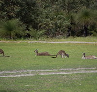 Yanchep  Lancelin - Wildlife Cave And Sands - Melbourne Tourism
