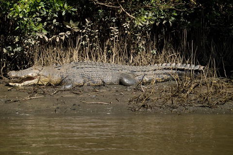 5-Day Best Of Cairns With Daintree, Kuranda, And Great Barrier Reef - Melbourne Tourism 5