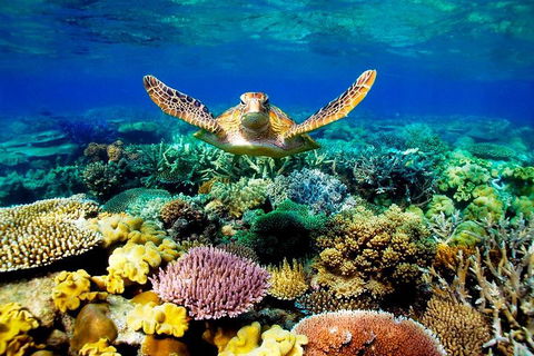4-Day Cairns Ultimate Combo: Daintree Rainforest, Reef, Kuranda & Paronella Park - Melbourne Tourism 3
