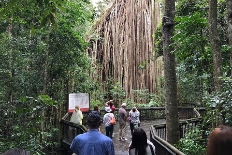 4-Day Cairns Ultimate Combo: Daintree Rainforest, Reef, Kuranda & Paronella Park - Melbourne Tourism 5