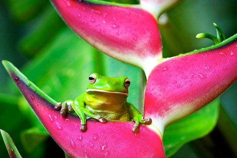 Cape Tribulation, Mossman Gorge, And Daintree Rainforest Premium Day Tour - Melbourne Tourism 0