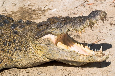 Cape Tribulation, Mossman Gorge, And Daintree Rainforest Premium Day Tour - Melbourne Tourism 1