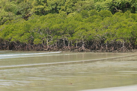 Cape Tribulation, Mossman Gorge, And Daintree Rainforest Premium Day Tour - Melbourne Tourism 4