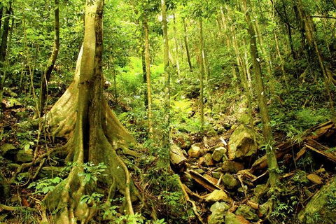 Barron Gorge And Kuranda National Park Half Day Rainforest And Waterfall 4WD Tour From Cairns - Melbourne Tourism 4