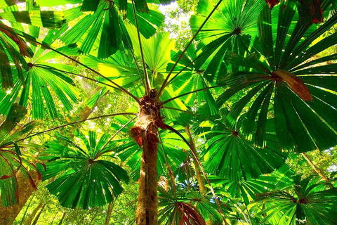 Private Daintree National Park Day Tour From Cairns Including Cape Tribulation And Mossman Gorge - Melbourne Tourism 3