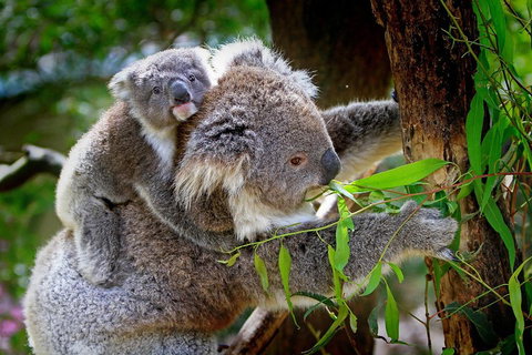 Private Two Day Great Ocean Road Tour - Melbourne Tourism 2