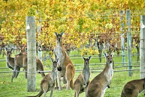 Three Day Charter Margaret River Region (inbound Melbourne Travelers) - Melbourne Tourism 5