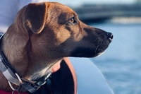 1.5-Hour Boat Rental in Melbourne